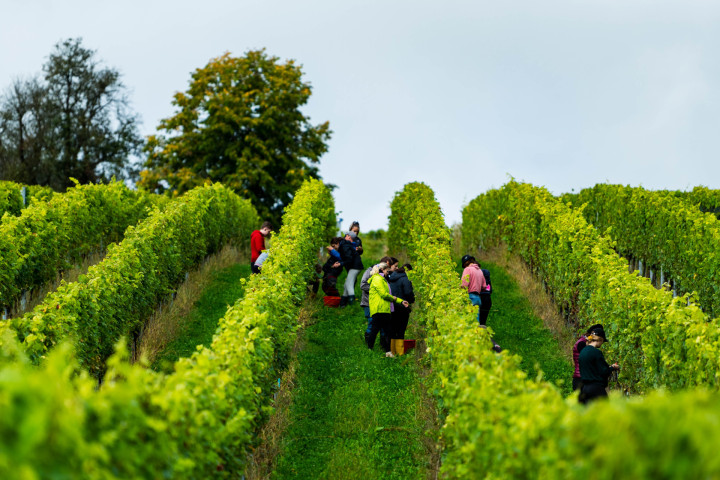 Zusatzausbildung_Jungsommelier4 Zusatzausbildung_Jungsommelier4