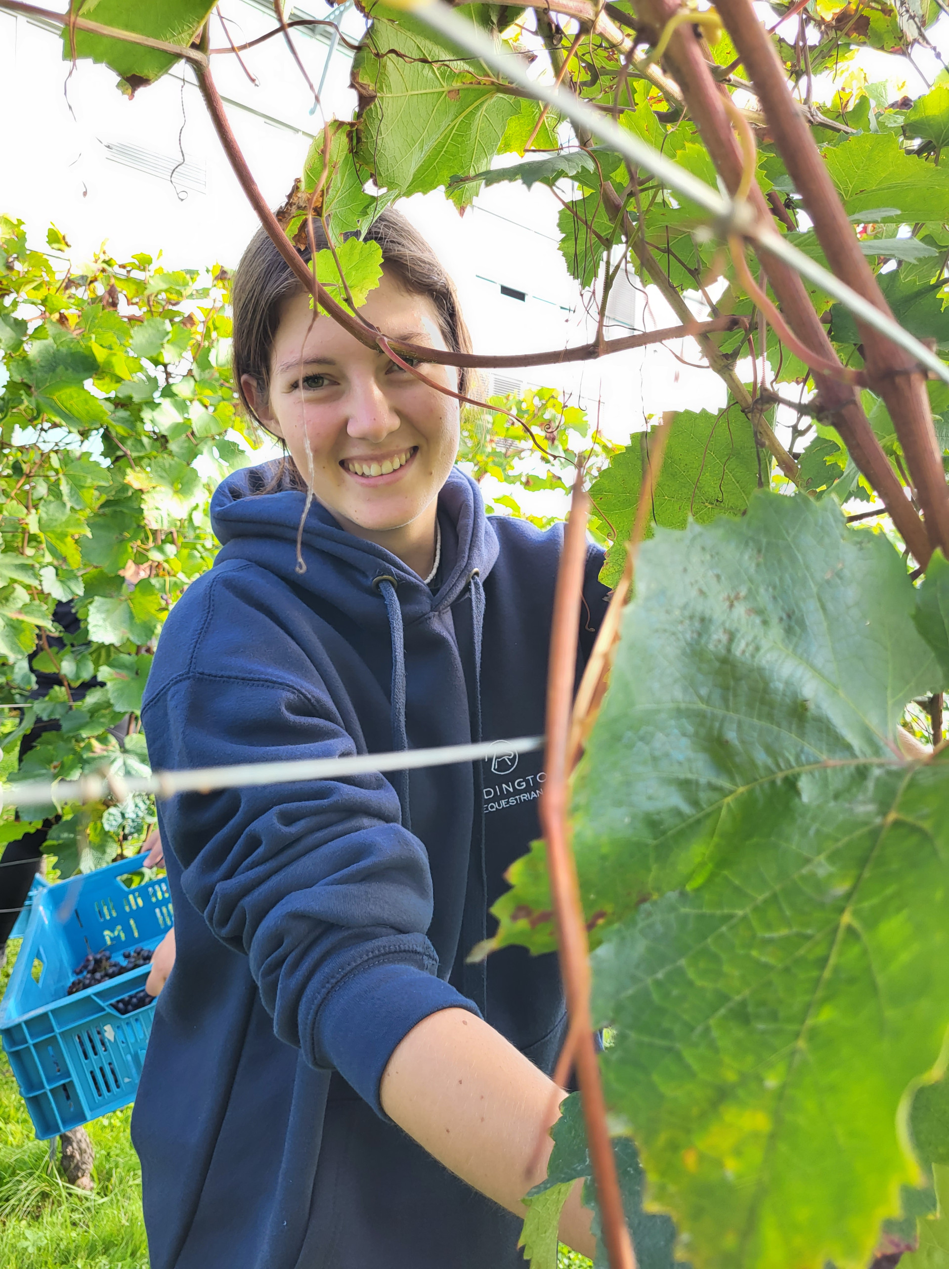 weinlese_kts weinlese_kts