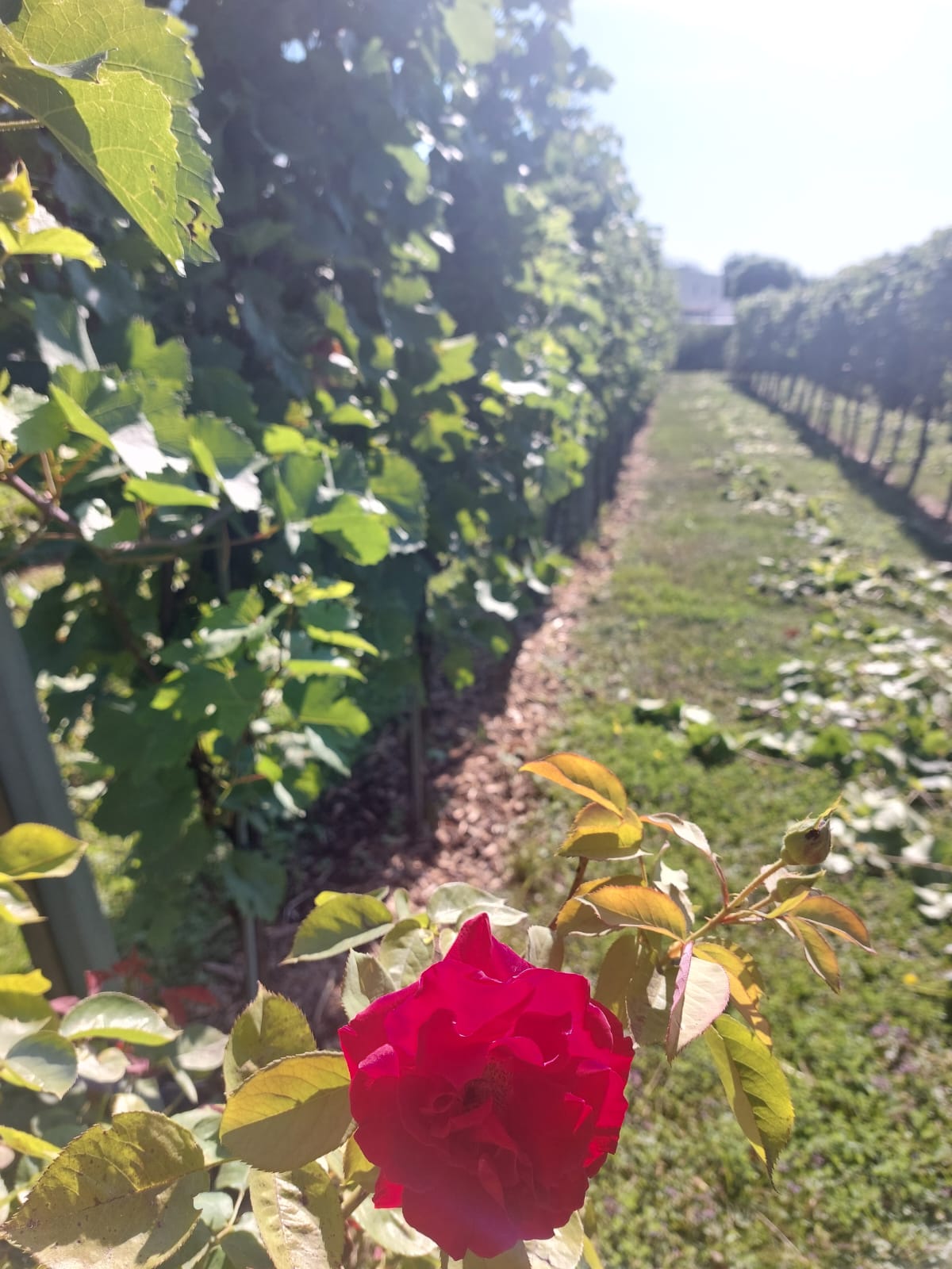 2024_07_weingarten01 2024_07_weingarten01