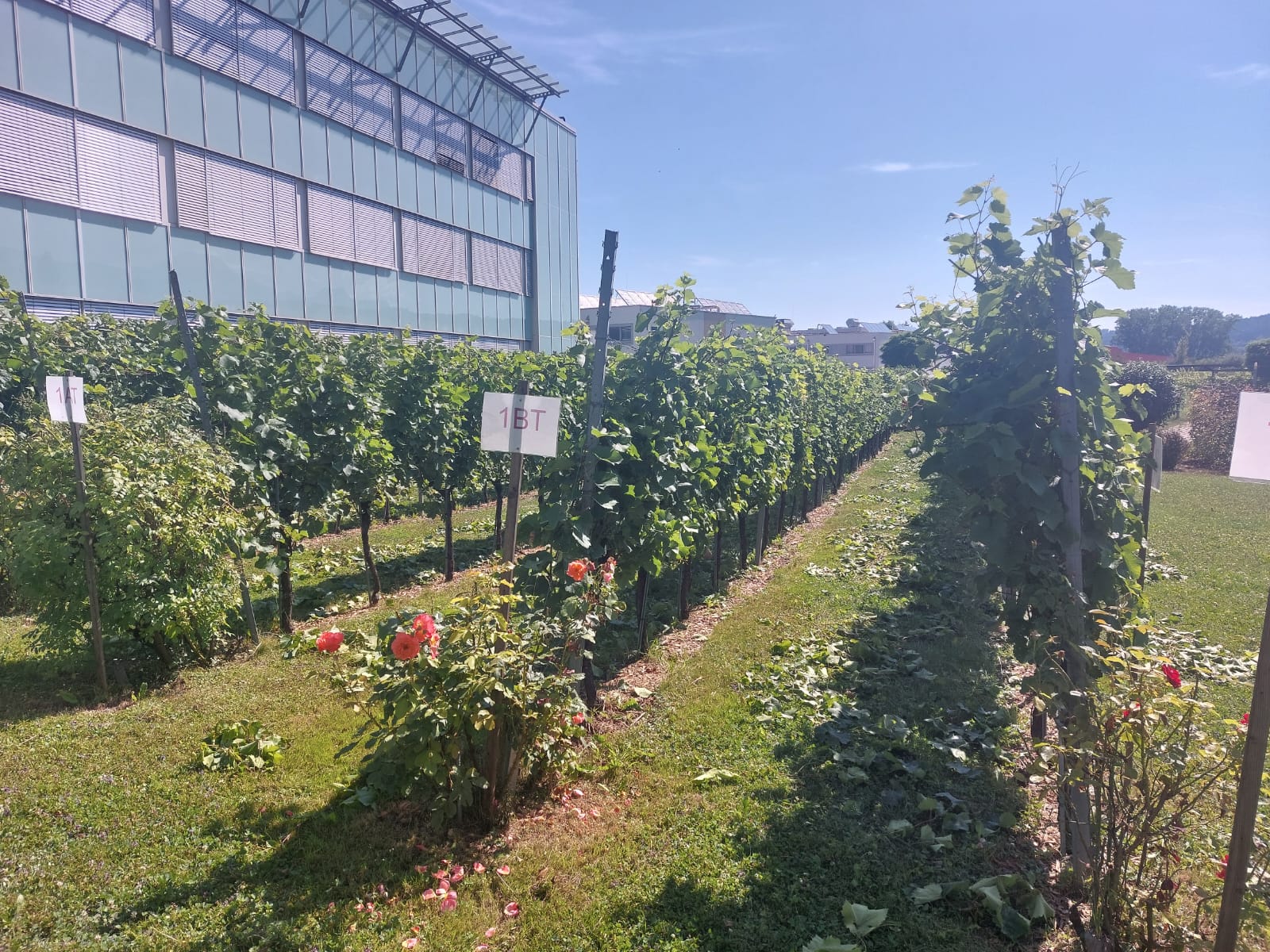 2024_07_weingarten03 2024_07_weingarten03
