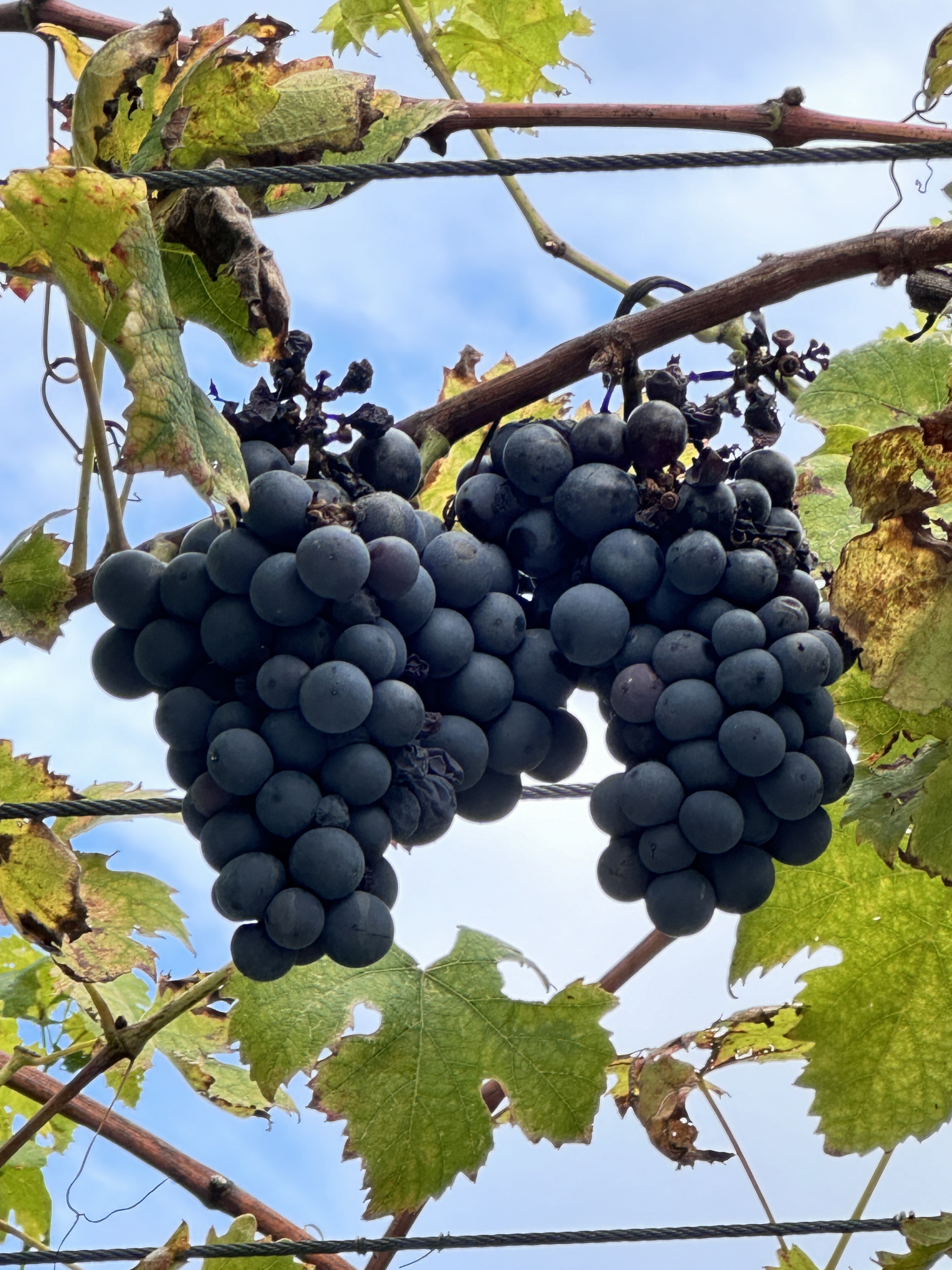2024_09_weinlese02 2024_09_weinlese02