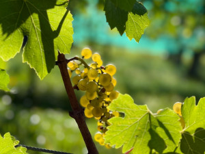 Weinlese