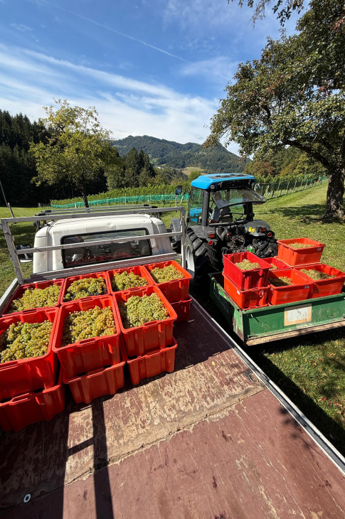 2025_09_22_weinlese07