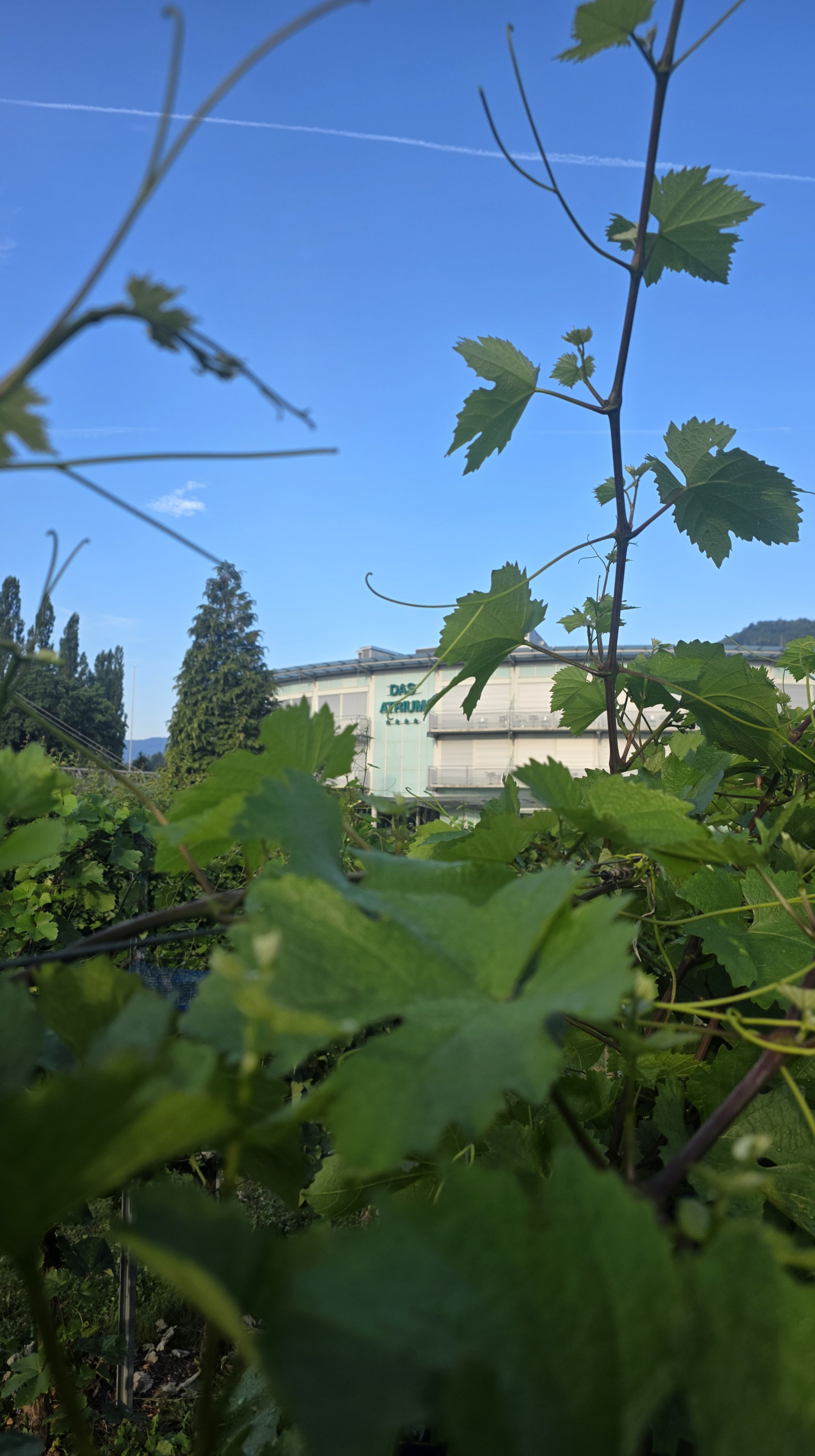 2026_weingarten02 2026_weingarten02