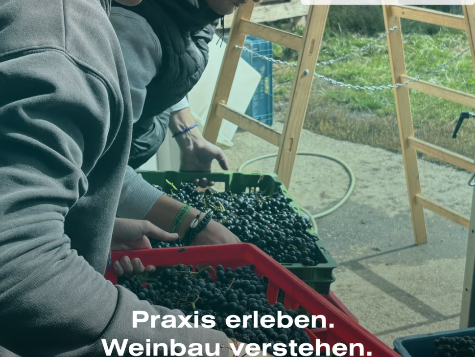 2026_10_weinlese01 2026_10_weinlese01