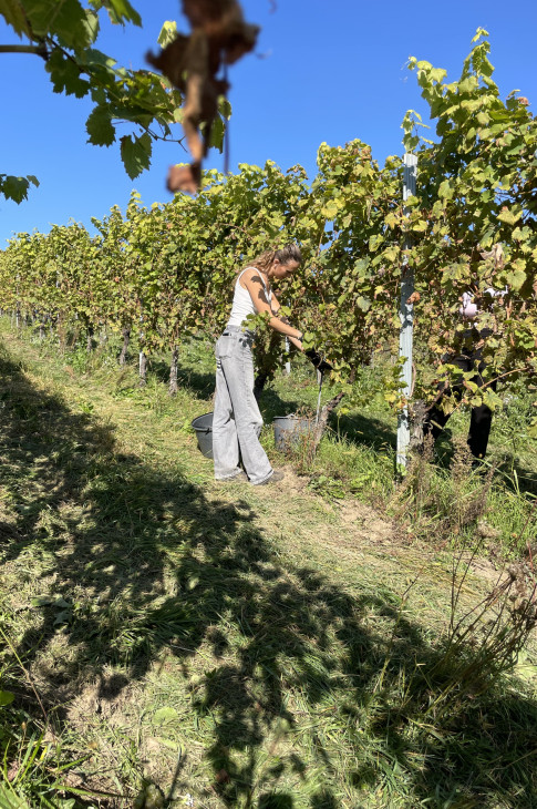 2026_10_weinlese02 2026_10_weinlese02